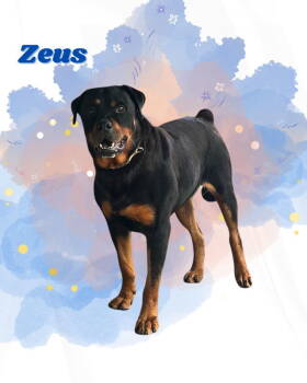 Rescue Rottweiler Dogs for Adoption in San Diego, California - Zeus | PetCurious