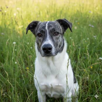 Great Pyrenees and Mixed Breed Dogs Available for Adoption in Pittsfield, Illinois - Marsha | PetCurious