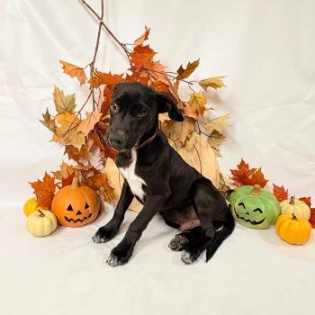 1127 (2026) Rowan -  Pit Bull Terrier and Mixed Breed Dog for Adoption in Parker, Colorado - 1127 (2026) Rowan | PetCurious