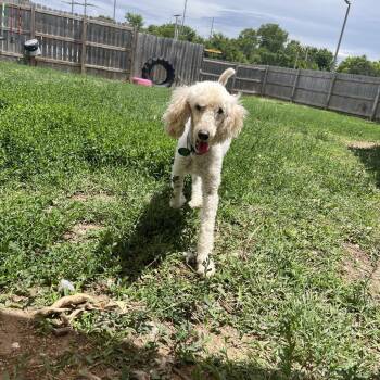 Miniature Poodle Dogs Available for Adoption in Lenexa, Kansas - Balie | PetCurious