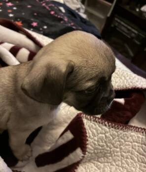 Rescue Pug and Shih Tzu Dogs for Adoption in Lancaster, California - Tinker Bell | PetCurious