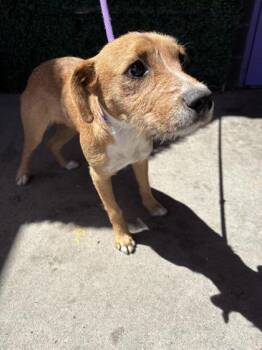 61113422 -  Terrier and Mixed Breed Dog Available for Adoption in El Paso, Texas - 61113422 | PetCurious