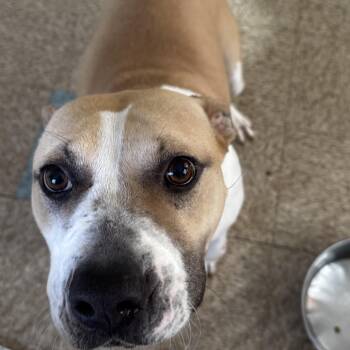 Nala -  American Staffordshire Terrier Dog for Adoption in Lancaster, South Carolina - Nala | PetCurious