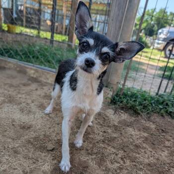 Lil Sis -  Chihuahua and Schnauzer Dog for Adoption in Tishomingo, Oklahoma - Lil Sis | PetCurious