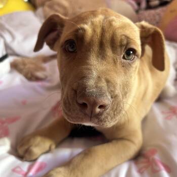 American Bulldog and German Shepherd Dog Dogs Available for Adoption - Tex | PetCurious