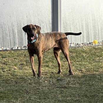 Hound and Mixed Breed Dogs Available for Adoption - Penny | PetCurious