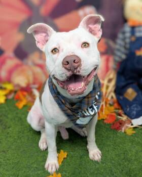 BUNNY-I LOVE CARROTS -  Pit Bull Terrier Dog for Adoption in Houston, Texas - BUNNY-I LOVE CARROTS | PetCurious