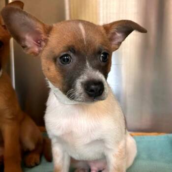 Chihuahua and Mixed Breed Dogs Available for Adoption in Woodinville, Washington - Milwaukee | PetCurious