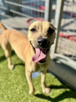 Rescue Pit Bull Terrier and Mixed Breed Dogs for Adoption in Fort Worth, Texas - Ruby | PetCurious