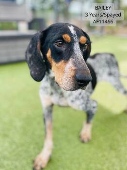 Rescue Bluetick Coonhound and English Foxhound Dogs for Adoption - Bailey | PetCurious
