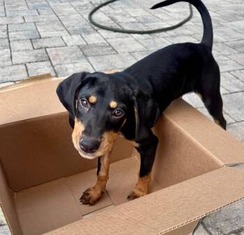 Labrador Retriever and Coonhound Dogs Available for Adoption in Clearwater, Florida - Poppy | PetCurious