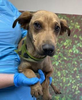 Shepherd and Mixed Breed Dogs Available for Adoption in San Antonio, Texas - Magnus | PetCurious