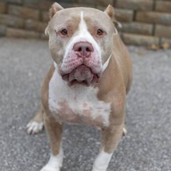 Rescue Mixed Breed Dogs for Adoption in Merriam, Kansas - Carter | PetCurious