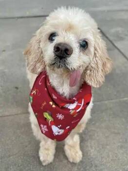 Cocker Spaniel and Poodle Dogs Available for Adoption in Los Angeles, California - Bella | PetCurious