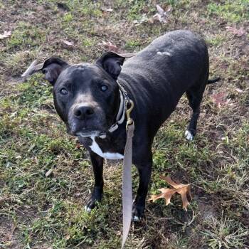 Rescue Pit Bull Terrier Dogs for Adoption in Eatontown, New Jersey - Peppercorn | PetCurious