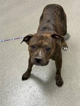BUTTERCUP -  Pit Bull Terrier Dog for Adoption in Las Vegas, Nevada - BUTTERCUP | PetCurious