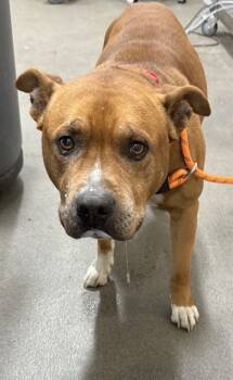 Rescue Terrier and Pit Bull Terrier Dogs for Adoption - JACK | PetCurious