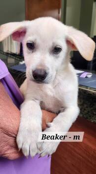 Beaker -  Labrador Retriever Dog for Adoption in Hillside, Illinois - Beaker | PetCurious