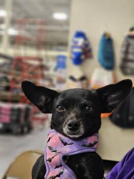 Chihuahua Dogs Available for Adoption in Gretna, Florida - Lupe | PetCurious