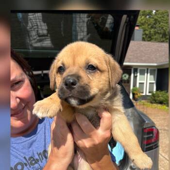 Peanut Butter -  Labrador Retriever Dog for Adoption - Peanut Butter | PetCurious