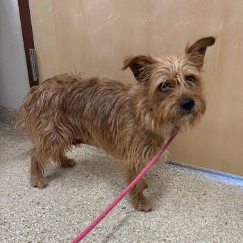 Grover -  Cairn Terrier and Mixed Breed Dog for Adoption in Reno, Nevada - Grover | PetCurious