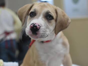 Harvey -  Catahoula Leopard Dog and Pit Bull Terrier Dog for Adoption in Portland, Oregon - Harvey | PetCurious