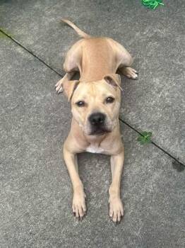 Astrid -  Pit Bull Terrier Dog for Adoption in Chicago, Illinois - Astrid | PetCurious