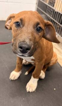 Mixed Breed Dogs Available for Adoption - Lala | PetCurious