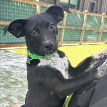 Mixed Breed Dogs Available for Adoption - Billie Eilish | PetCurious