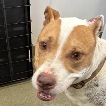 71340 -  Pit Bull Terrier Dog for Adoption in Harrisonburg, Virginia - 71340 | PetCurious