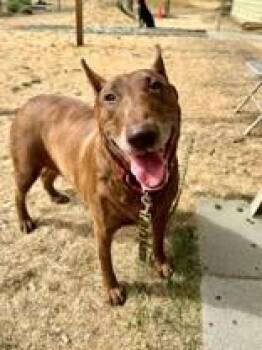 CANELA (COURTESY POST) -  Bull Terrier Dog for Adoption in Silvana, Washington - CANELA (COURTESY POST) | PetCurious