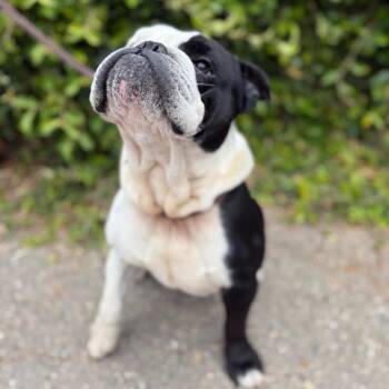Rosco -  English Bulldog Dog for Adoption in Goleta, California - Rosco | PetCurious