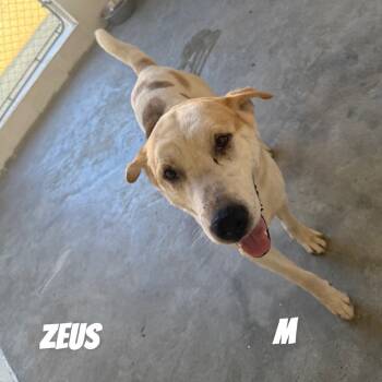 Rescue Mixed Breed Dogs for Adoption in Loxahatchee Groves, Florida - Zeus 5129 | PetCurious