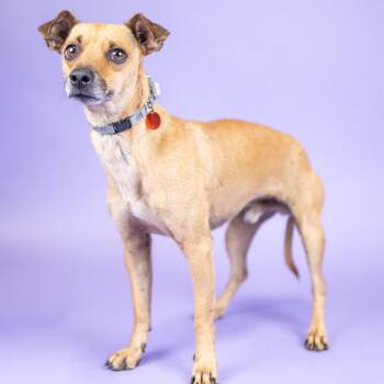 Lomax -  Chihuahua Dog for Adoption in Portland, Oregon - Lomax | PetCurious