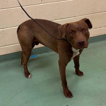 Mixed Breed Dogs Available for Adoption in Memphis, Tennessee - Mylo | PetCurious