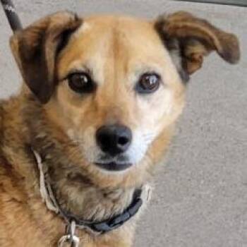 Mixed Breed Dogs Available for Adoption in Las Cruces, New Mexico - Faith | PetCurious