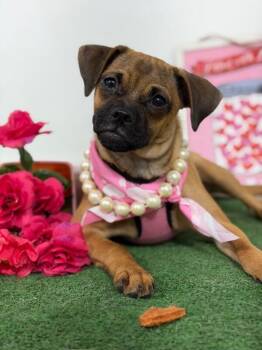 Ollie-One of our Amazing Rescue Dogs -  Pug and Mixed Breed Dog for Adoption in Carlsbad, California - Ollie-One Of Our Amazing Rescue Dogs | PetCurious