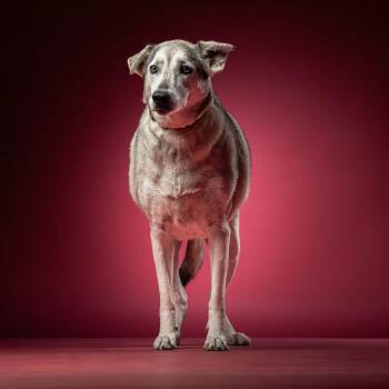 Mixed Breed Dogs Available for Adoption in Jupiter, Florida - Denali | PetCurious