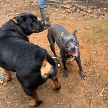 Rottweiler and Mixed Breed Dogs Available for Adoption - Pupps | PetCurious