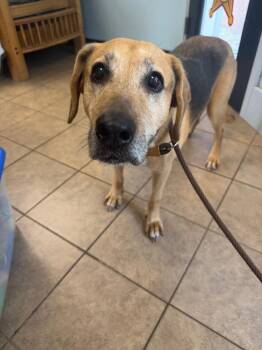 Alfie -  Shepherd Dog for Adoption in Marion, Ohio - Alfie | PetCurious