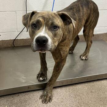 Georgie -  Pit Bull Terrier Dog for Adoption in Ardmore, Oklahoma - Georgie | PetCurious
