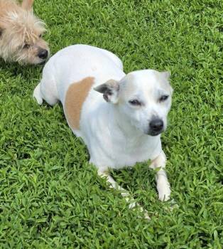 Chihuahua Dogs Available for Adoption in Terre Haute, Indiana - Ashley | PetCurious