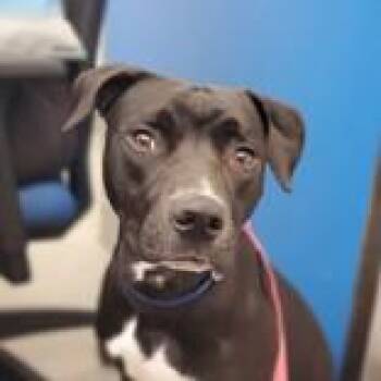 Pit Bull Terrier Dogs Available for Adoption in Hilliard, Ohio - Mumbis | PetCurious