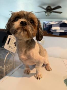 Rescue Shih Tzu Dogs for Adoption in Visalia, California - Beef | PetCurious