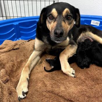 Hound Dogs Available for Adoption in Fayetteville, Arkansas - Ginger | PetCurious