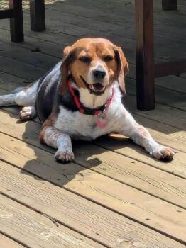 Benny -  Beagle Dog for Adoption in Clinton, Michigan - Benny | PetCurious