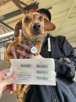 Dachshund and Fox Terrier Dogs Available for Adoption - Petra | PetCurious