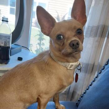 Honey -  Chihuahua Dog for Adoption in Gulfport, Mississippi - Honey | PetCurious