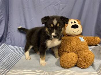 Australian Shepherd and Mixed Breed Dogs Available for Adoption - A608722 | PetCurious