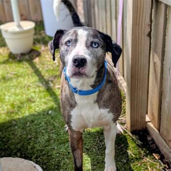 Catahoula Leopard Dog Dogs Available for Adoption in Hilliard, Ohio - Theo | PetCurious